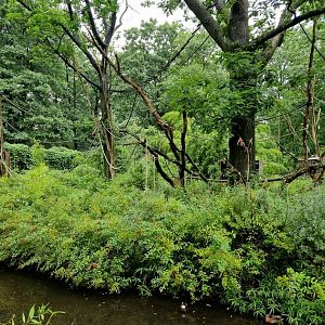 Woolly Monkey exhibit