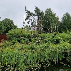 Javan Lutung exhibit