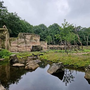 Barbary Macaque Exhibit