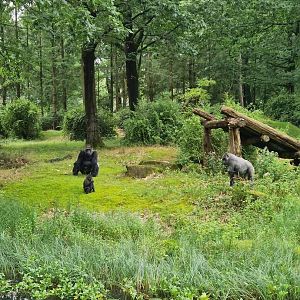 Western Lowland Gorillas
