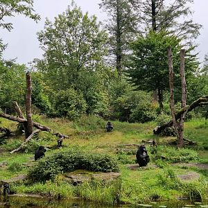 Gorilla/ L'hoest Monkey  feeding