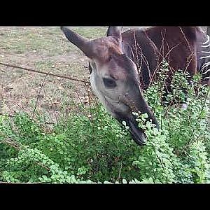 Video clip of Okapi eating shrubs, 2022-09-04