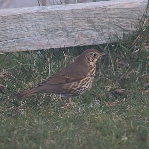 Song thrush ssp. hebridensis