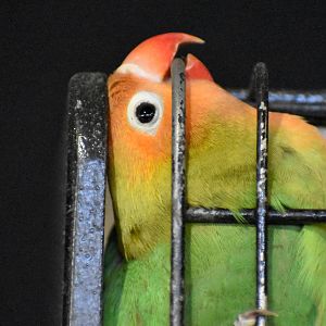 Fischer's Lovebird