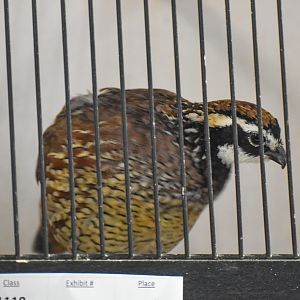 Northern Bobwhite