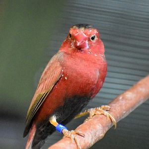 Crimson Finch