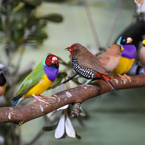 Australian Finches