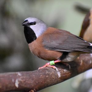 Black-throated Finch