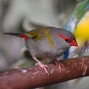 Red-browed Finch