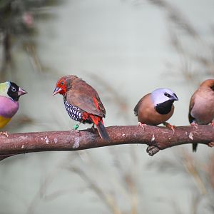 Four species of finch