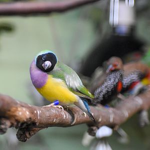 Gouldian Finch