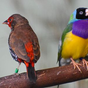 Painted Finch and Gouldian Finch