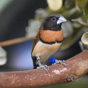 Chestnut-breasted Mannikin