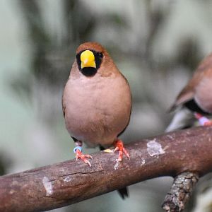 Masked Finch