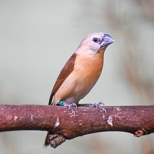 Yellow-rumped Mannikin