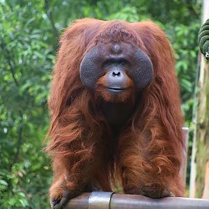 Orangutan