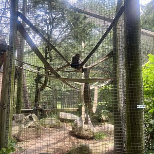 Black-handed Spider Monkey Exhibit