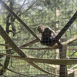 Black-handed Spider Monkey