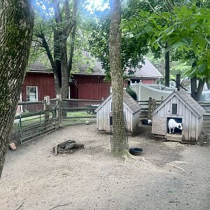 Domestic Goats and Rabbits