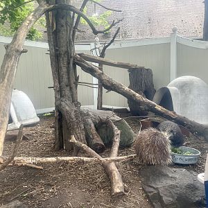North American Porcupine Exhibit
