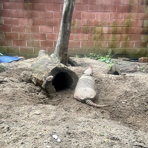 Six-banded Armadillo