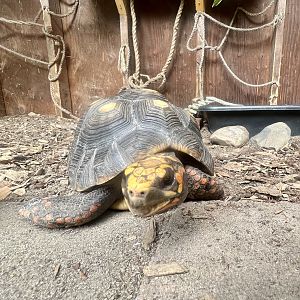 Red-footed Tortoise