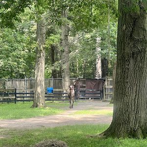 Bactrian Camel Exhibit