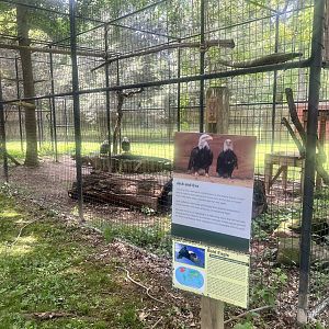 Bald Eagle Exhibit