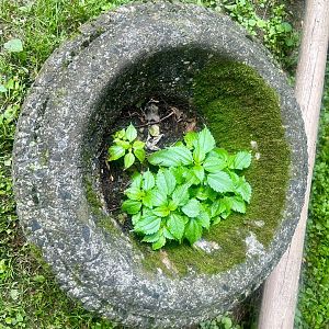 Zoo Flora and Art in one medium