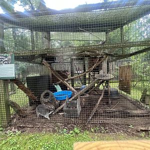 Raccoon Exhibit