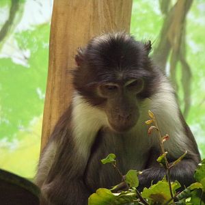 Africa- White-naped mangabey 13.7.23