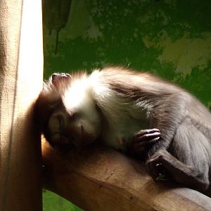 Africa- Sleepy White-naped mangabey 13.7.23