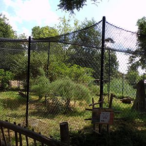 Africa- Serval enclosure 13.7.23