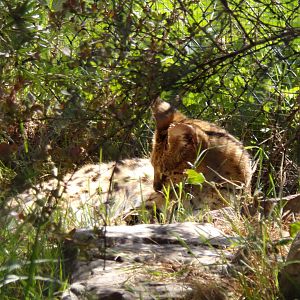 Africa- Serval 13.7.23