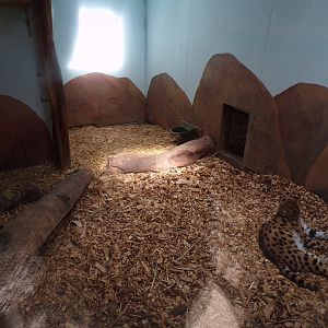 Africa- Serval indoors 13.7.23