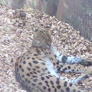 Africa- Serval 13.7.23