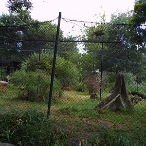 Africa- Serval enclosure 13.7.23