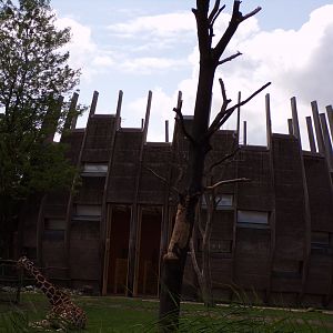 Africa- Giraffe house 13.7.23