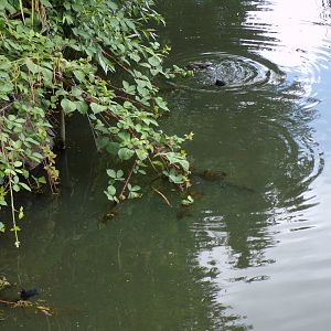 Africa- Moorhen chicks in giraffe moat 13.7.23