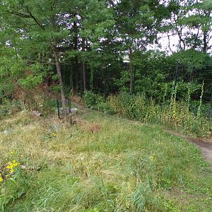 Africa- Spotted hyena enclosure 13.7.23