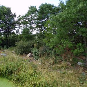 Africa- Spotted hyena enclosure 13.7.23