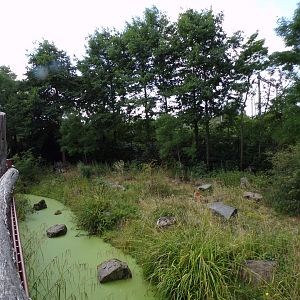 Africa- Spotted hyena enclosure 13.7.23
