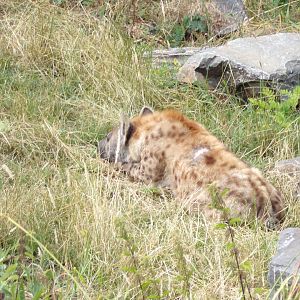 Africa- Spotted hyena 13.7.23