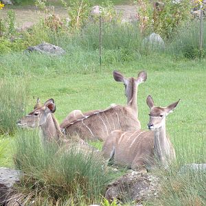 Africa- Greater kudus 13.7.23