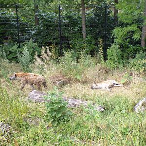 Africa- Spotted hyenas 13.7.23