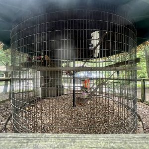 Cockatoos and Parrots