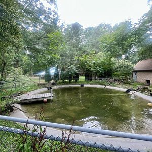 American Beaver Exhibit
