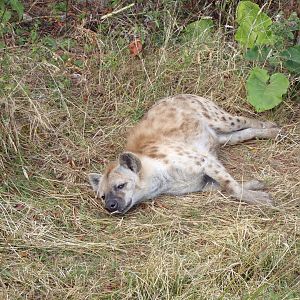 Africa- Spotted hyena 13.7.23