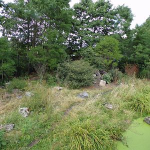 Africa- Spotted hyena enclosure 13.7.23