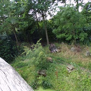 Africa- Spotted hyena enclosure 13.7.23